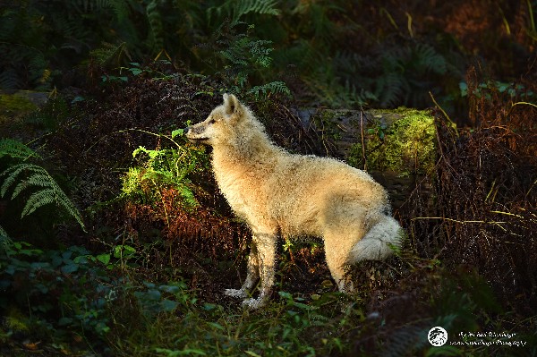 Polarwölfe Arctic wolves Anyu Nova Yuki